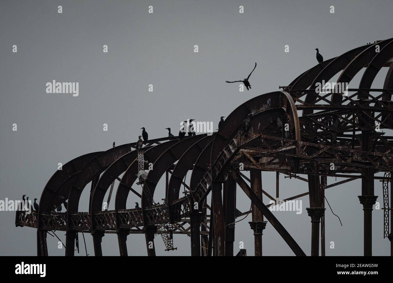 Cormorants nest in West Pier in Brighton, UK, Feb 6, 2021 Stock Photo