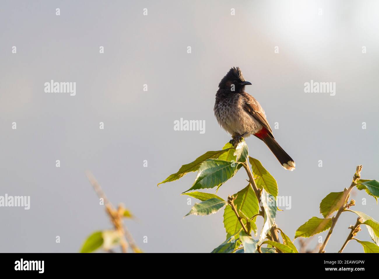 Red-vented Bulbul (Pycnonotus cafer) perched on tree. Pokhara. Nepal. Stock Photo