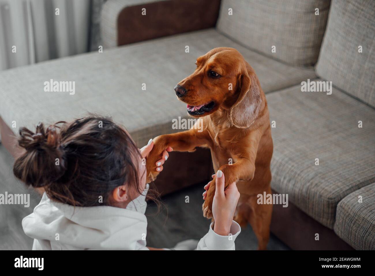 A girl at home plays with a Cocker Spaniel dog, taking its paws Stock