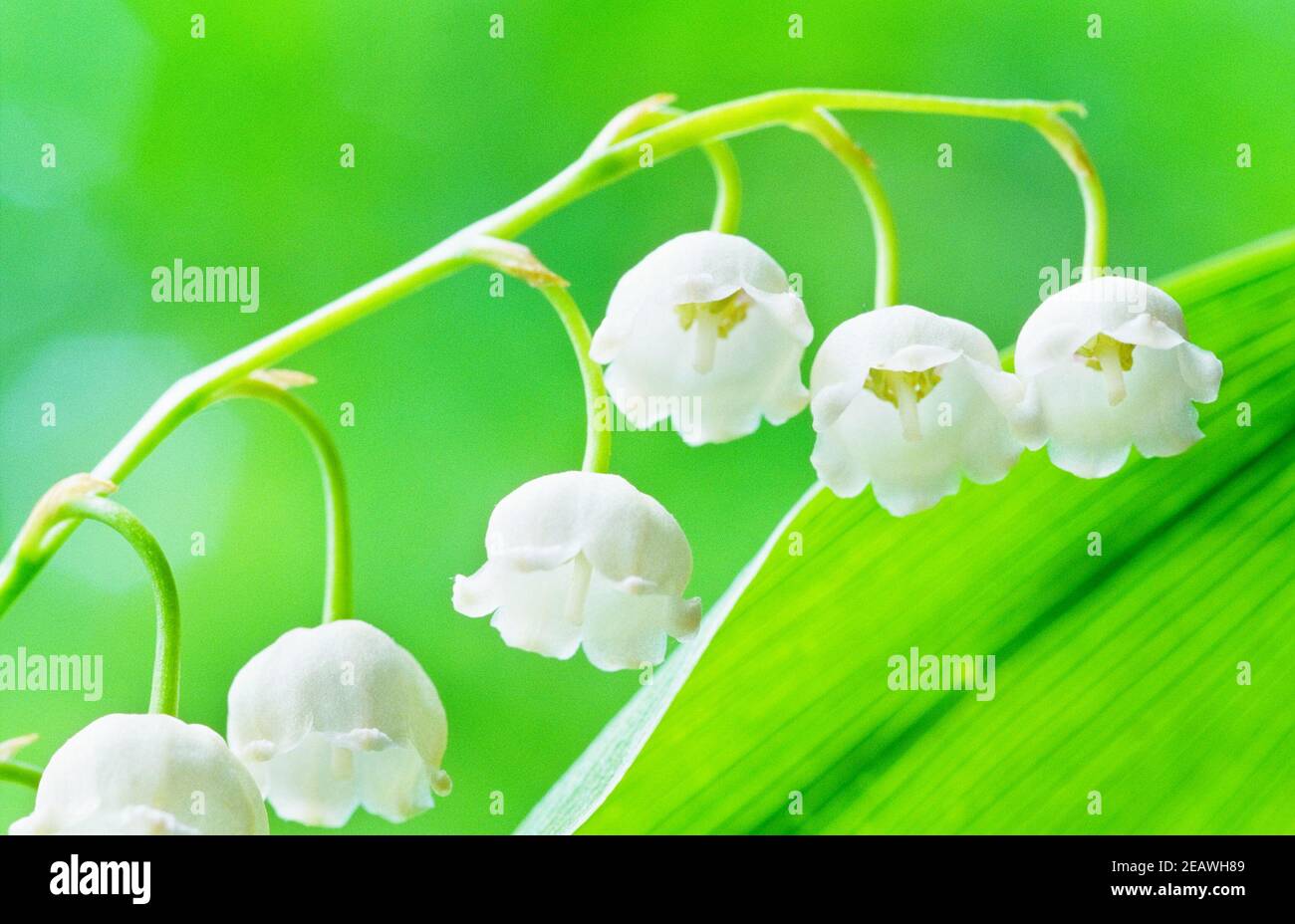Lily-of-the-valley (Convallaria majalis) flowers and leaf. Selective focus and shallow depth of field. Scanned film source. Stock Photo