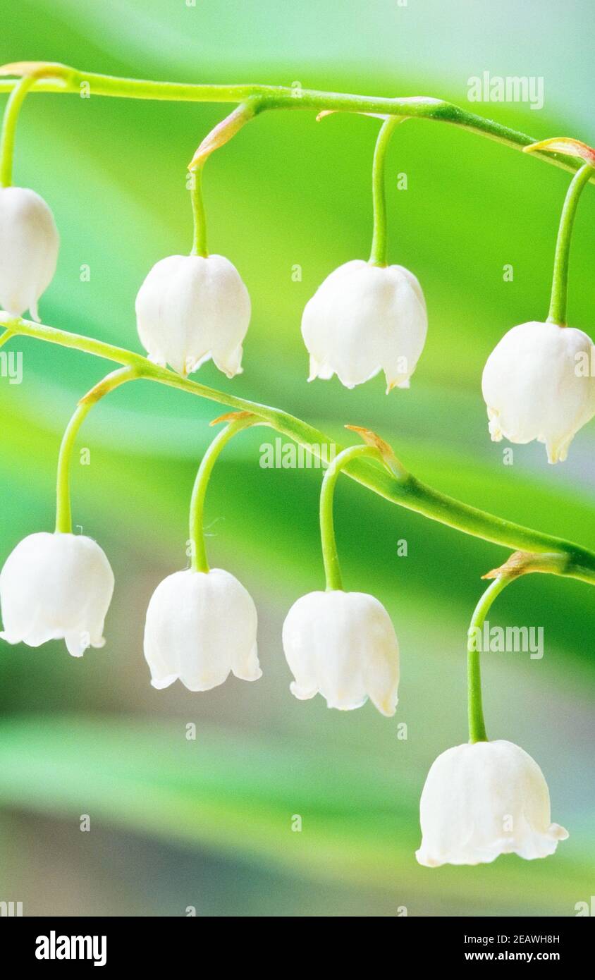Lily-of-the-valley (Convallaria majalis) flowers. Selective focus and shallow depth of field. Scanned film source. Stock Photo