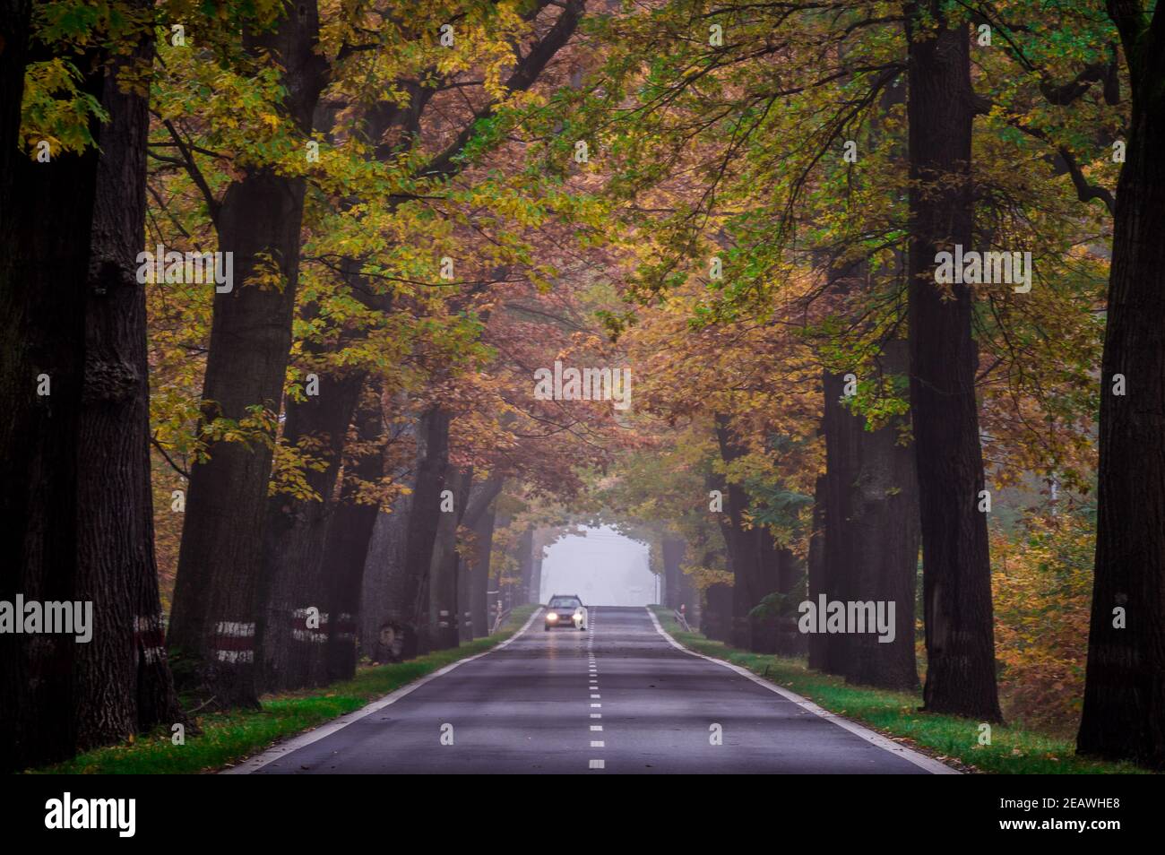 Car driving on a narrow road surrounded by beautiful autumn trees Stock Photo Alamy