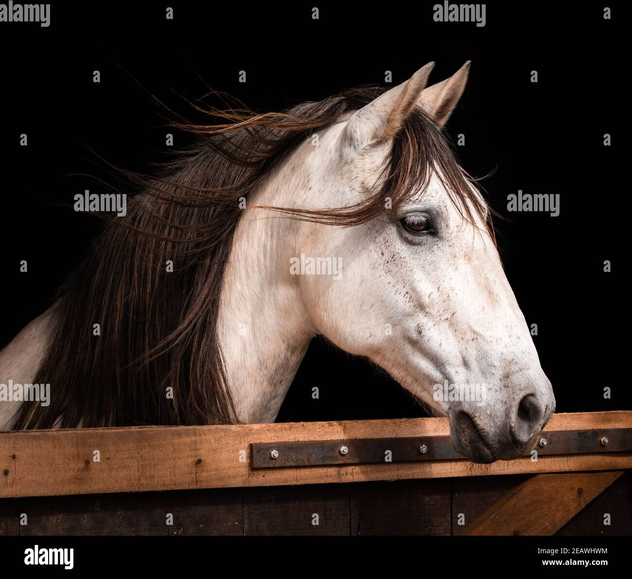 Portrait of Lusitano horse, white, isolated, black background, looking to the side. Stock Photo
