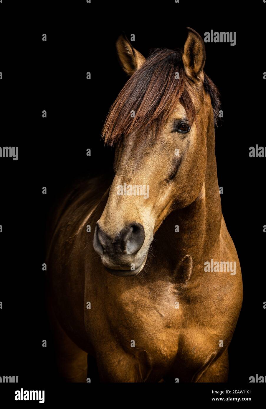 Portrait of Lusitano horse, golden color, isolated, black background, looking to the side. Stock Photo