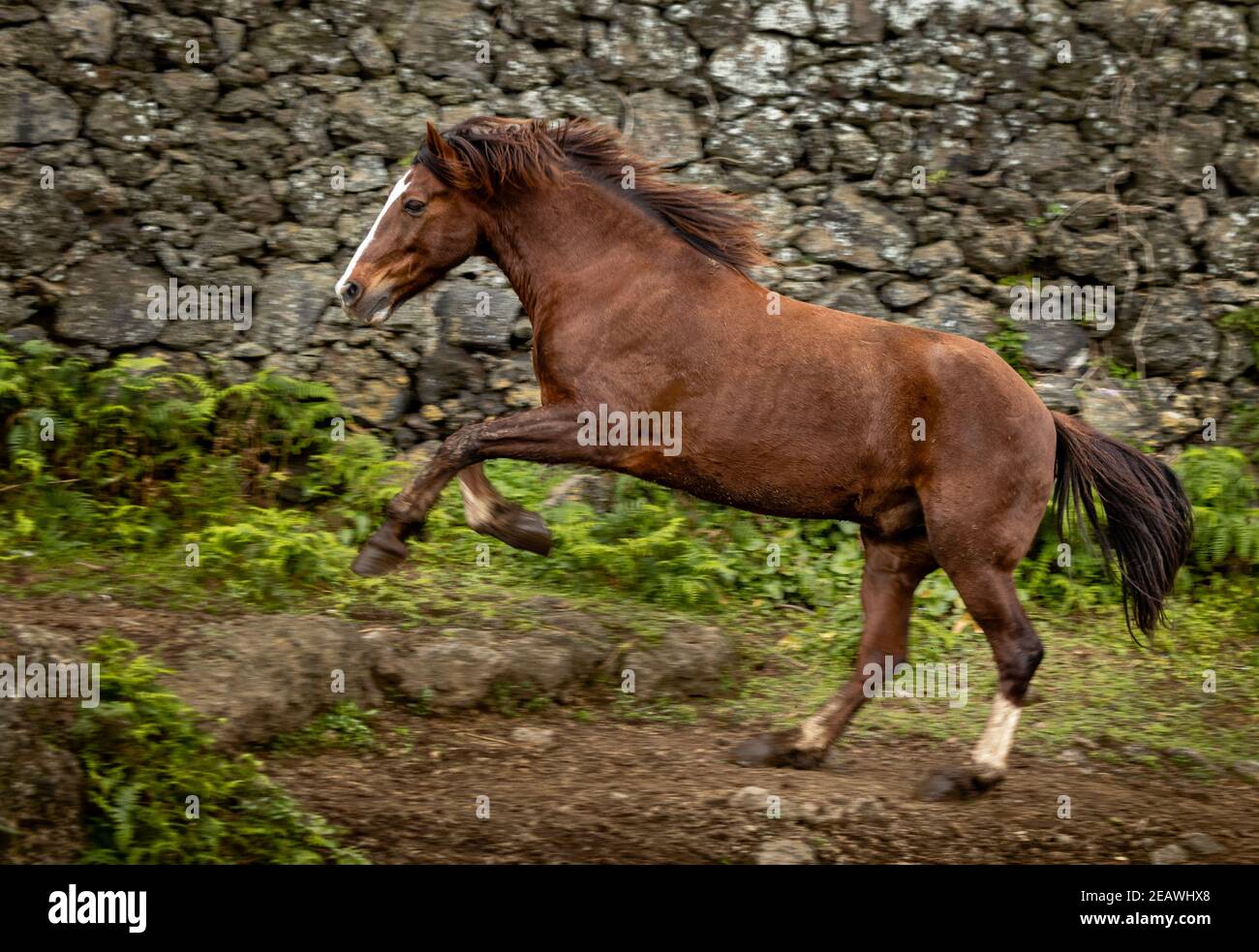Lusitano horse, running free on paddock, galloping with mane in the wind. Stock Photo