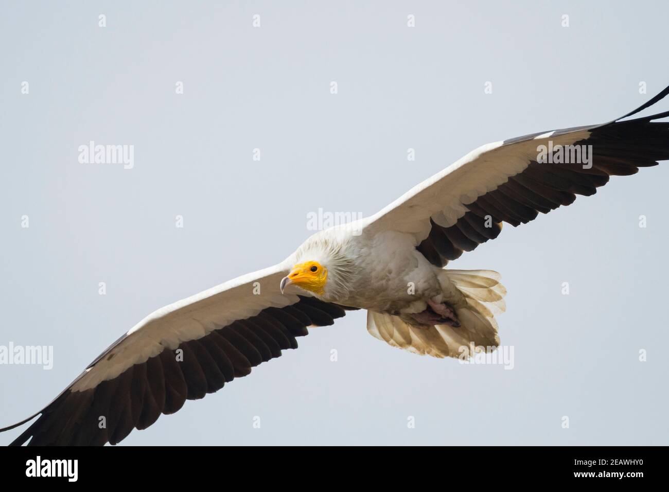 Egyptian Vulture (Neophron percnopterus) in flight. Pokhara. Nepal. Stock Photo