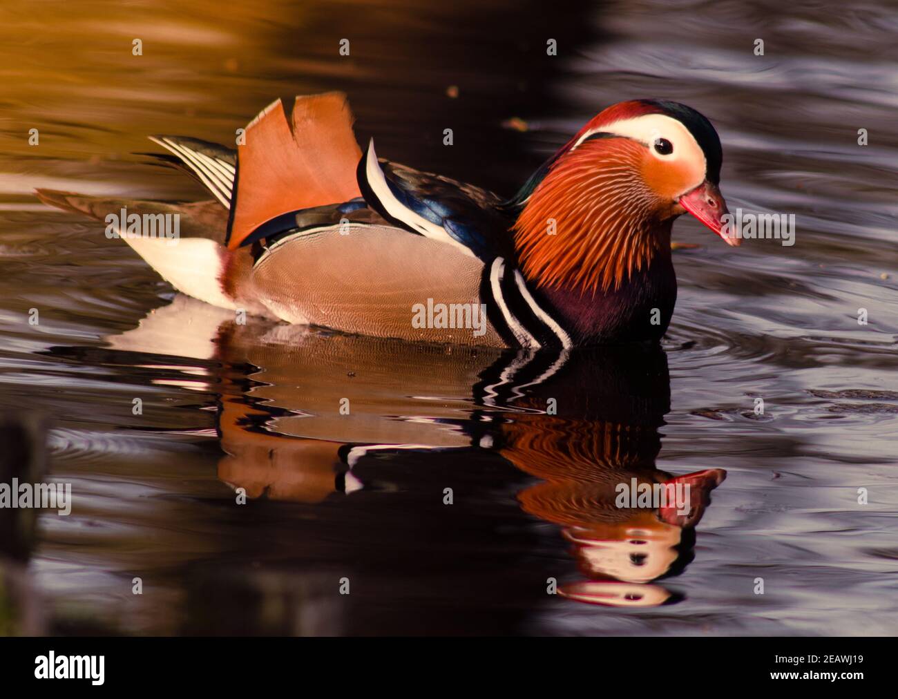 Mandarin duck swimming in a lake at daytime Stock Photo - Alamy