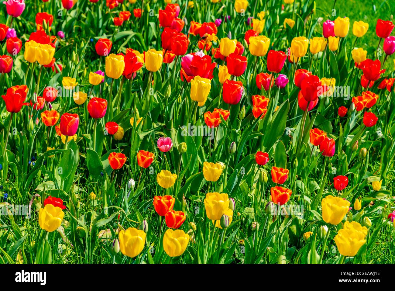 Tulip fields at the botanical garden in Lund, Sweden Stock Photo Alamy