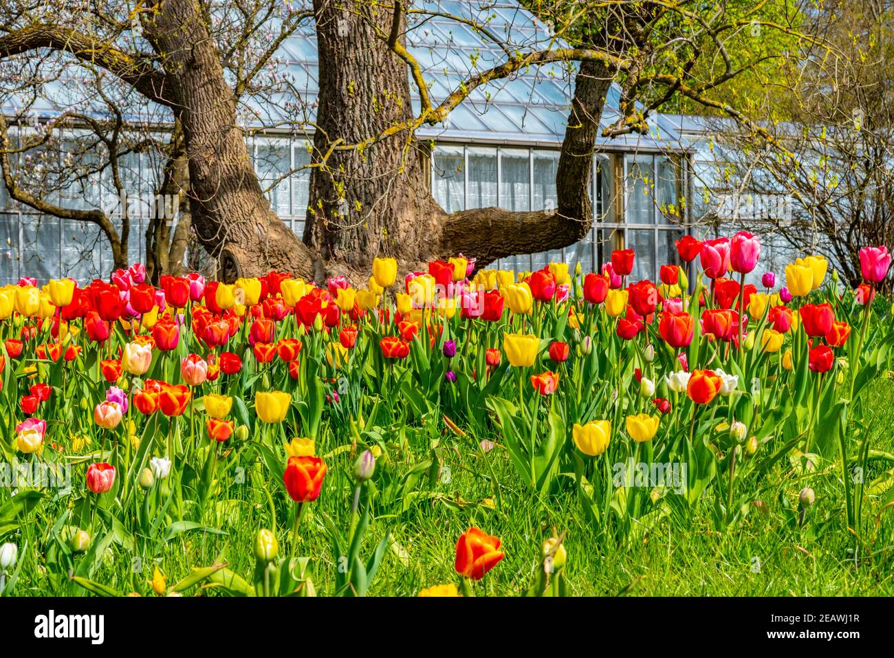 Tulip fields at the botanical garden in Lund, Sweden Stock Photo Alamy
