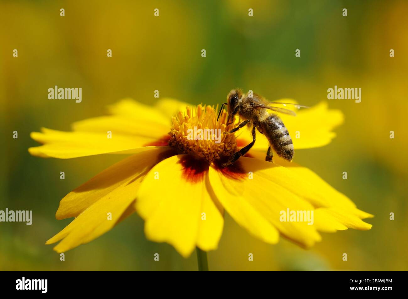 European honey bee sitting and pollinating on yellow large-flowered tickseed blossom Stock Photo