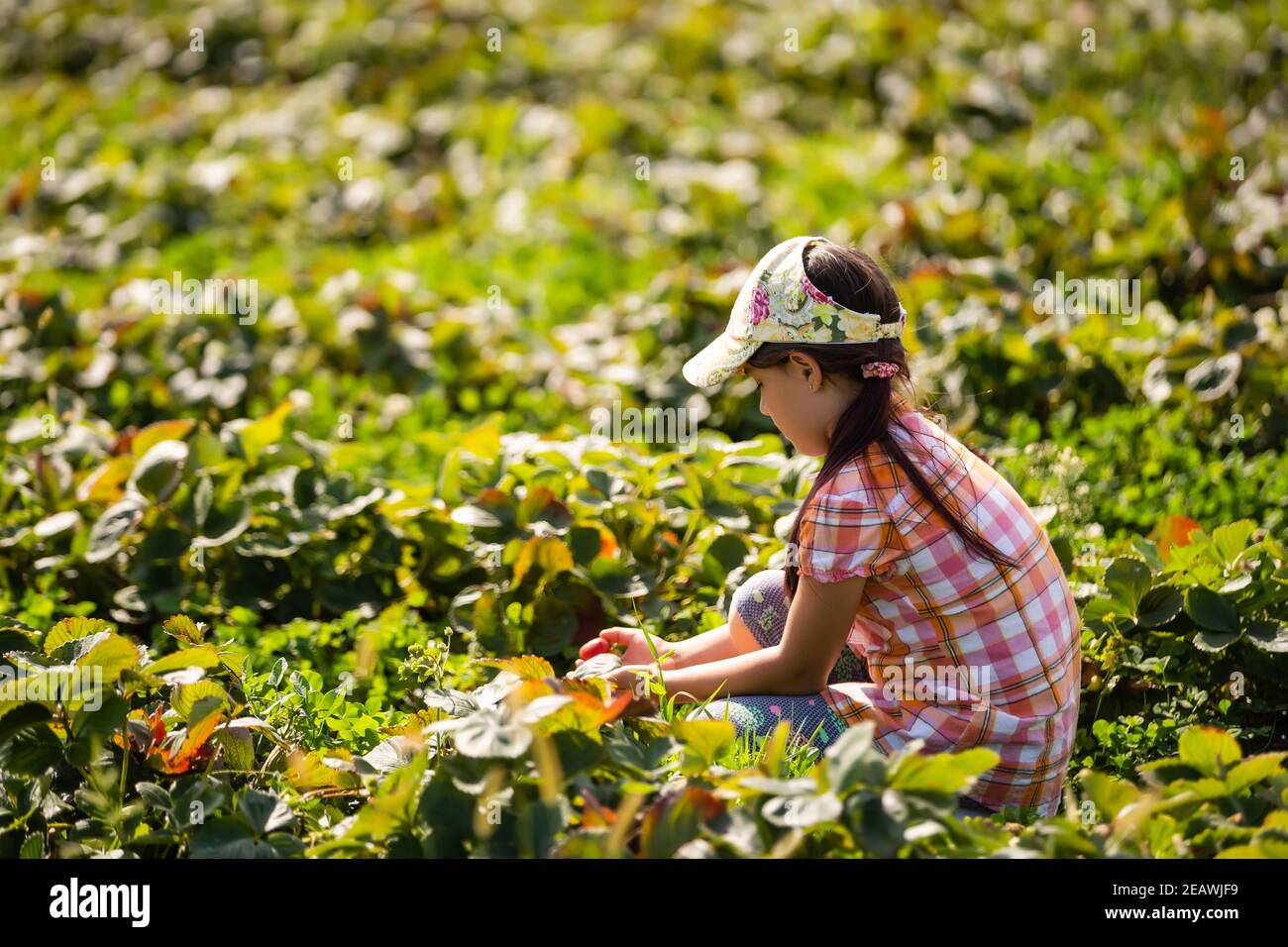 little girl picking strawberries in the field Stock Photo - Alamy
