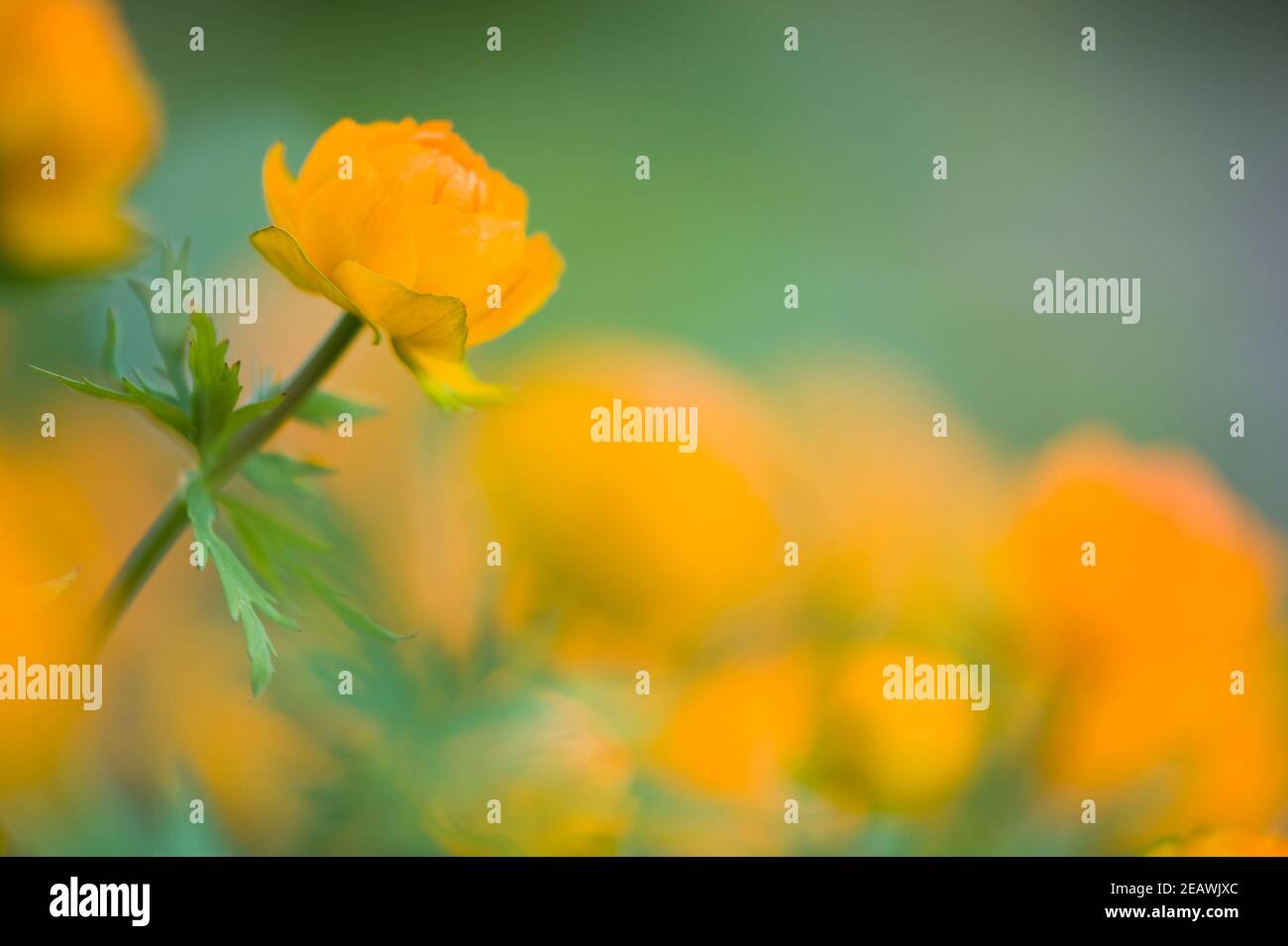 Asian Globeflower (Trollius asiaticus). Selective focus and shallow depth of field. Stock Photo