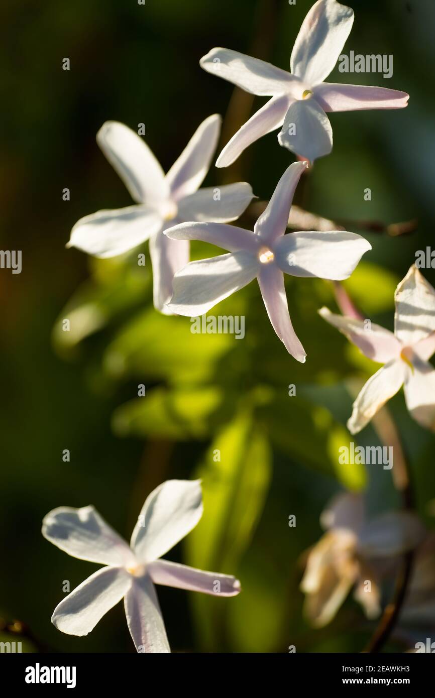 Close-up image of white and red Jasmine blooming in Grasse, for perfume industry, France Stock Photo