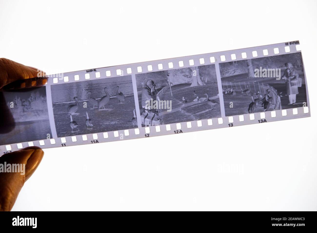 A strip of 35mm black and white film negative Stock Photo Alamy