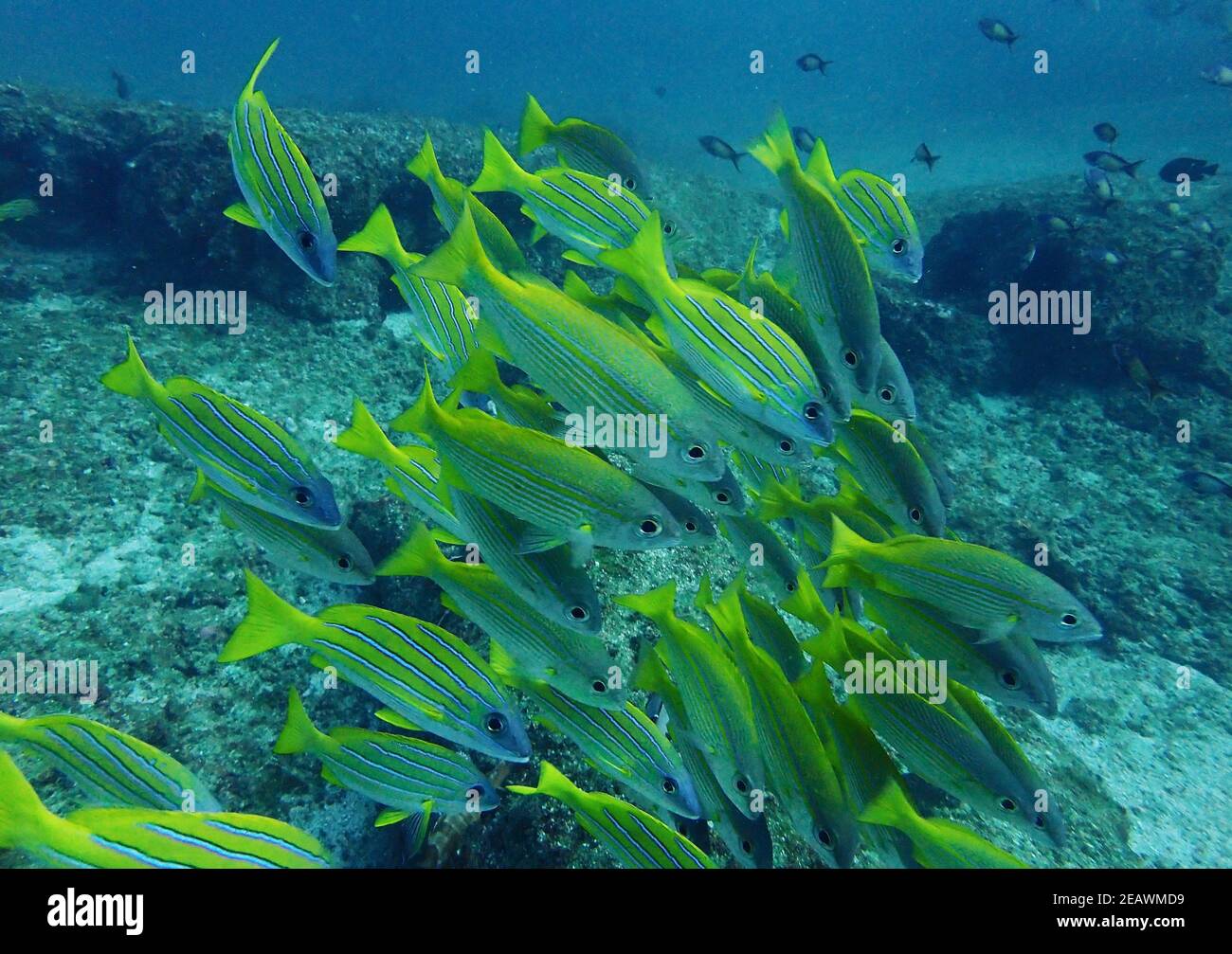 School of beautiful yellow and blue reef fish Stock Photo