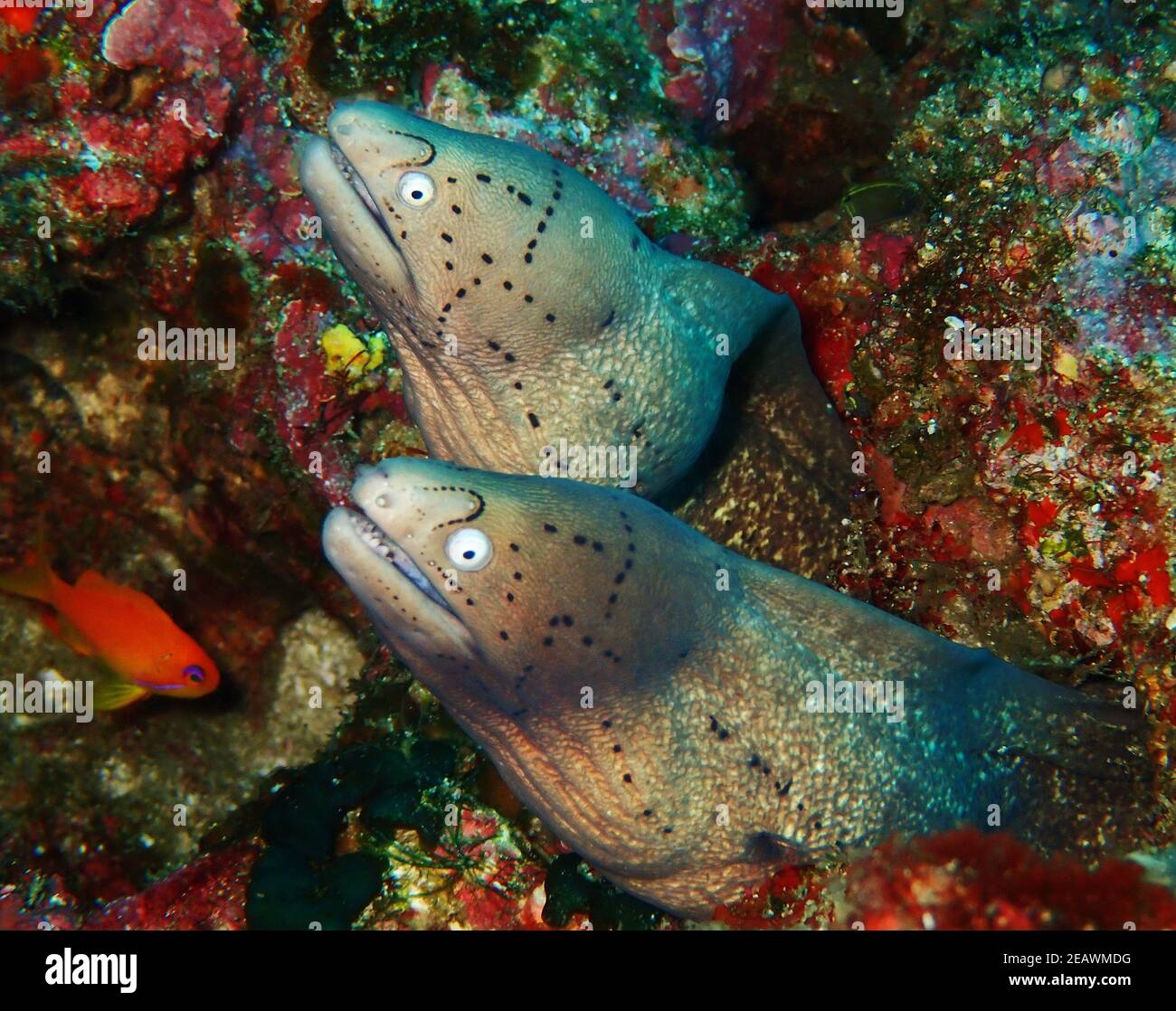 Two geometric morays working in tandem stock photo alamy