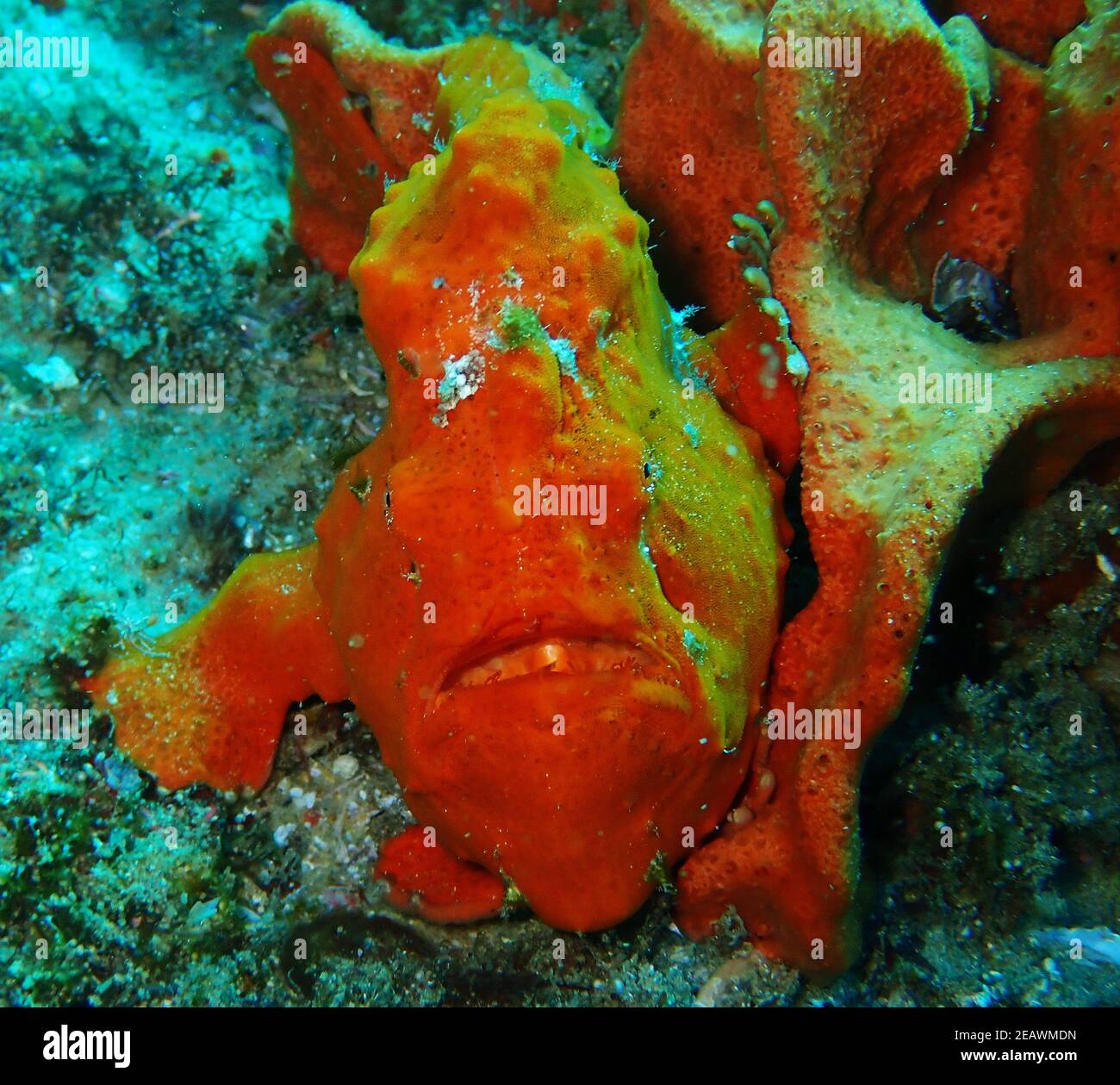 Brightly coloured frog fish camouflaging beside the coral Stock Photo