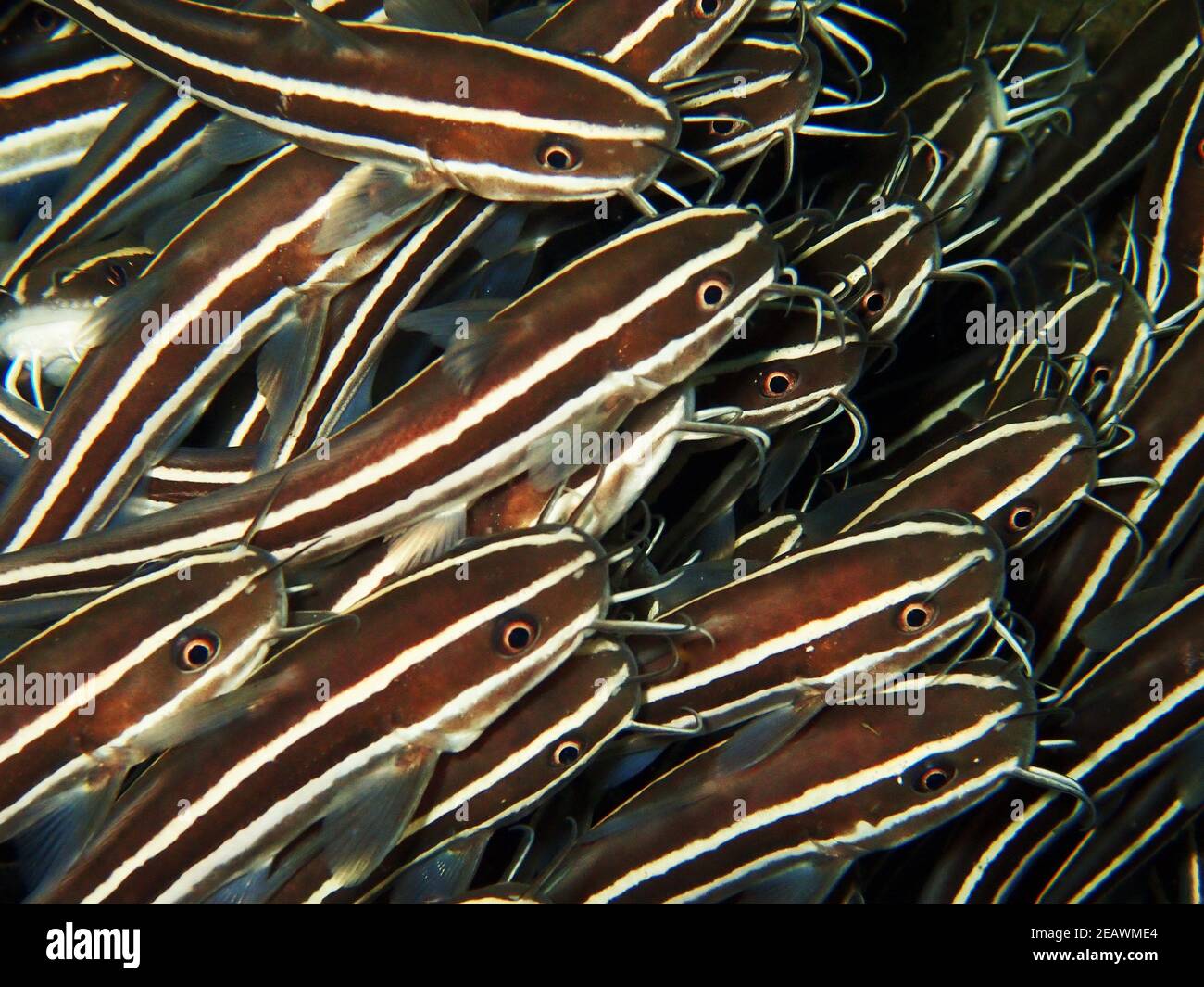 White catfish hires stock photography and images Alamy