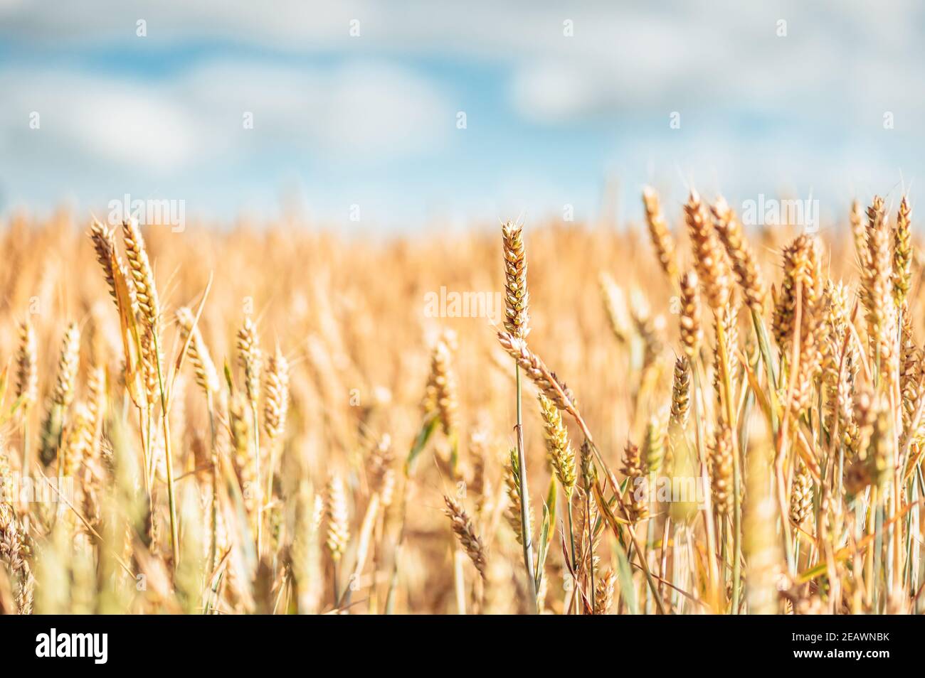 Field of golden wheat Stock Photo - Alamy