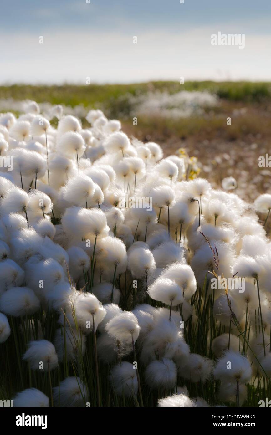 Wild Arctic cotton grass, (Eriophorum callitrix), growing in the coastal Inuvialuit hamlet of Tuktoyaktuk, Northwest Territories, Canada's Arctic. Stock Photo