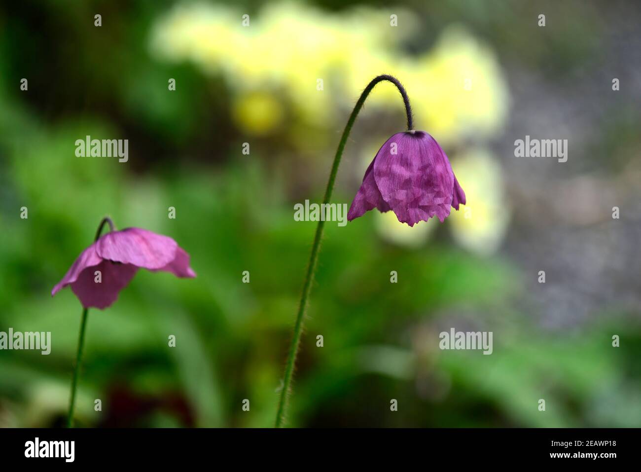 Meconopsis cookei old rose hires stock photography and images Alamy