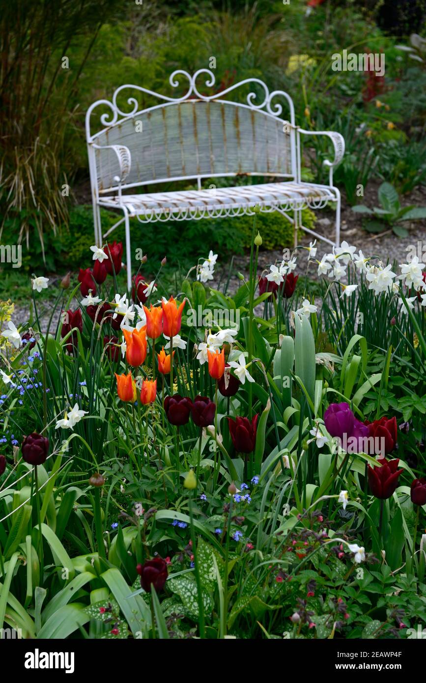 white metal seat,white metal seating,narcissus polar ice,narcissus silver chimes,tulipa recreado,tulipa lasting love,tulipa orange ballerina,allium,al Stock Photo