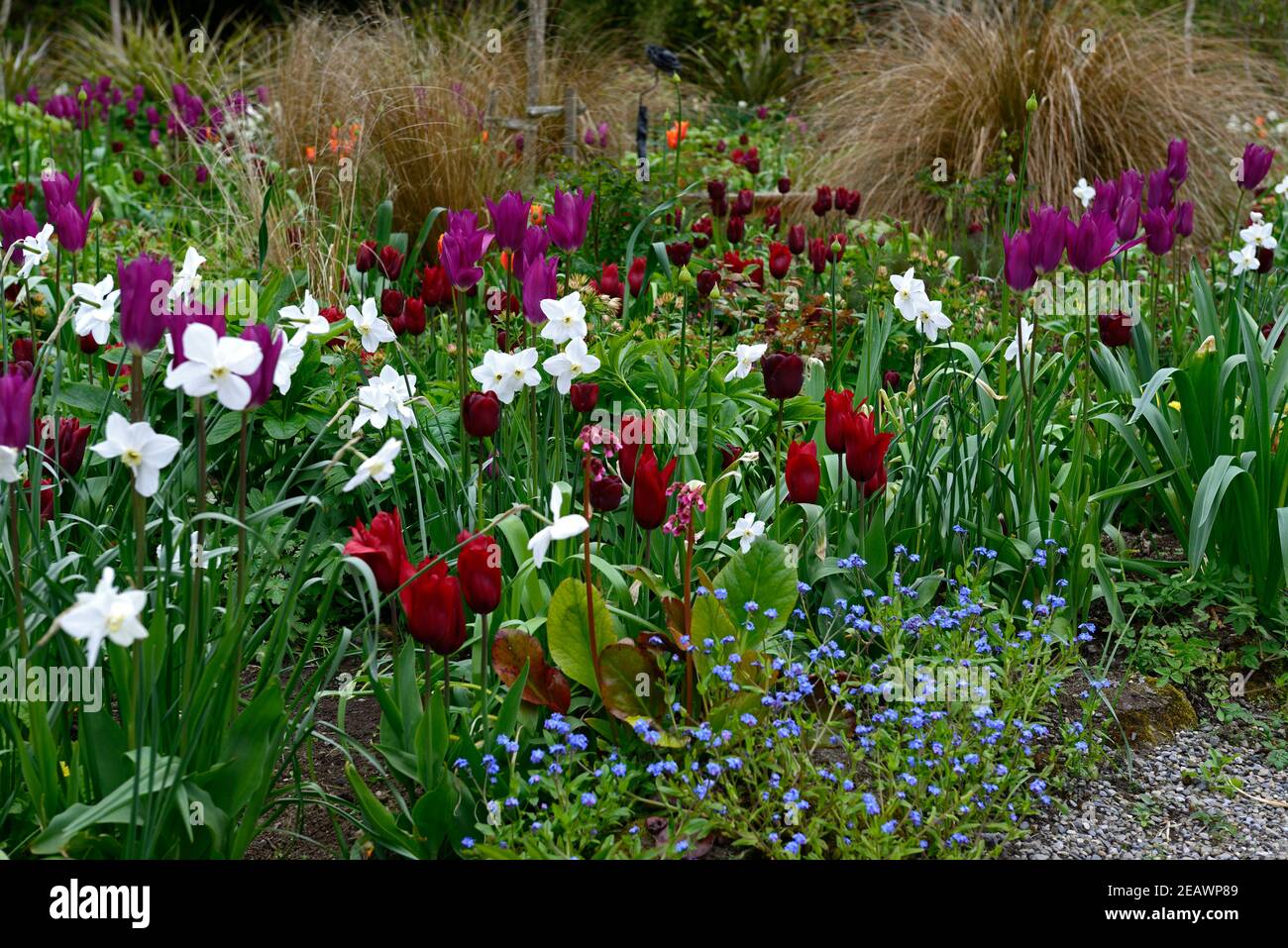 narcissus polar ice,narcissus silver chimes,tulipa purple dream,tulipa recreado,tulipa lasting love,tulipa orange ballerina,allium,alliums,tulip,tulip Stock Photo