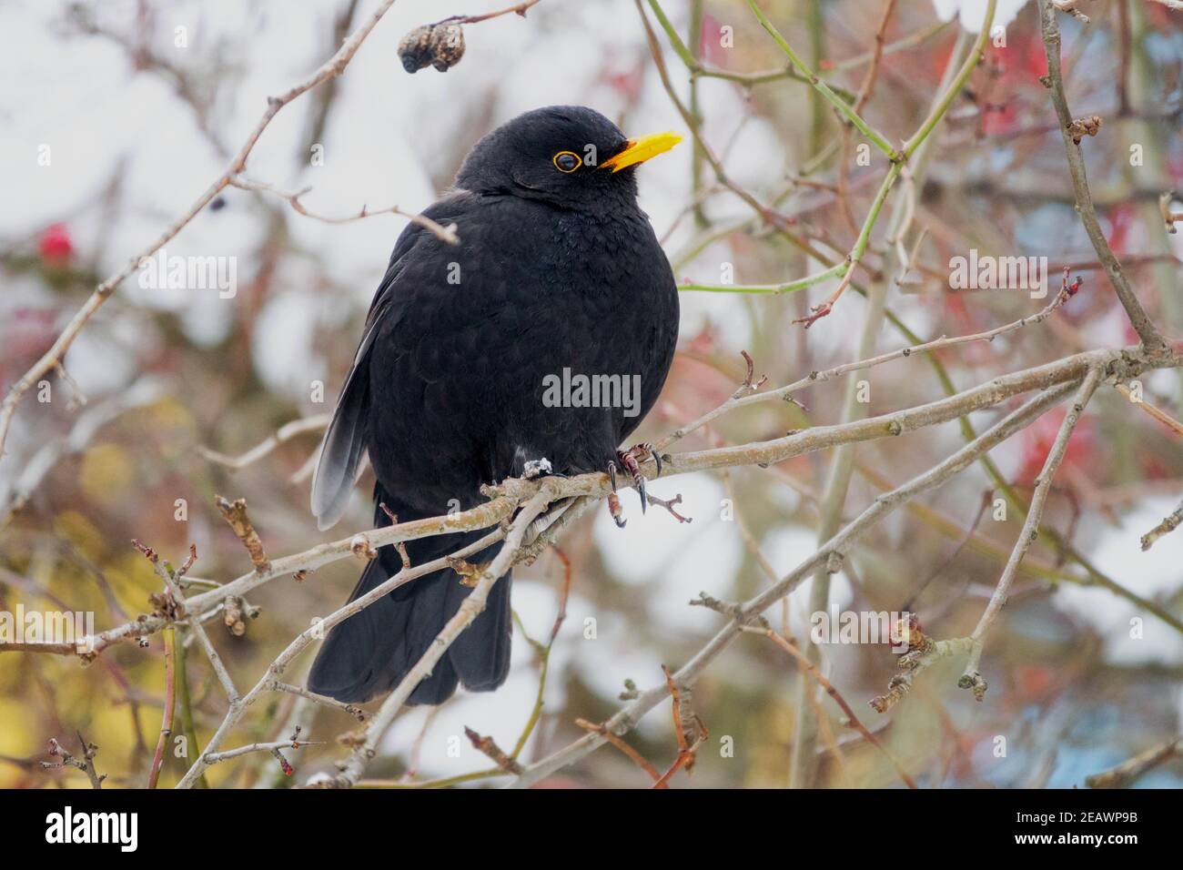 Blackbird Turdus merula perched in snow winter bush, fluffy feathers in the frost shrub Stock Photo
