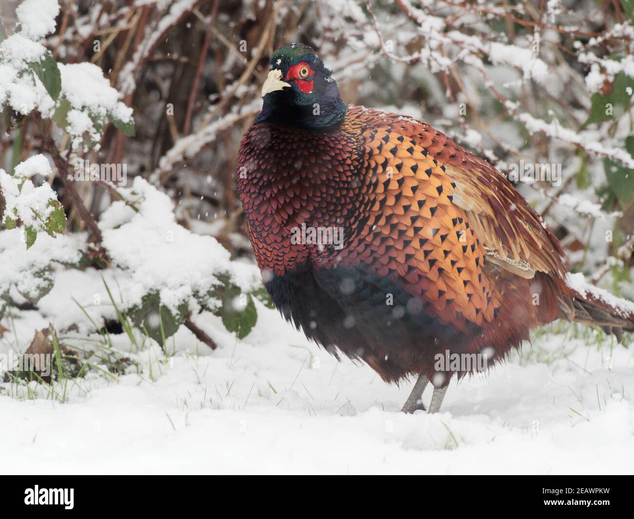 Pheasant Falling Male pheasant uk bird feeder hi-res stock photography and images - Alamy