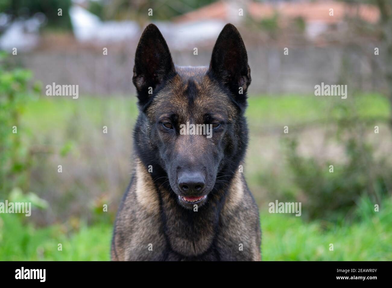 Belgian Shepherd Malinoi female adult portrait. Pet portraiture at dig training facilities. Dog obedience. Guard god and protection dog k9. Stock Photo