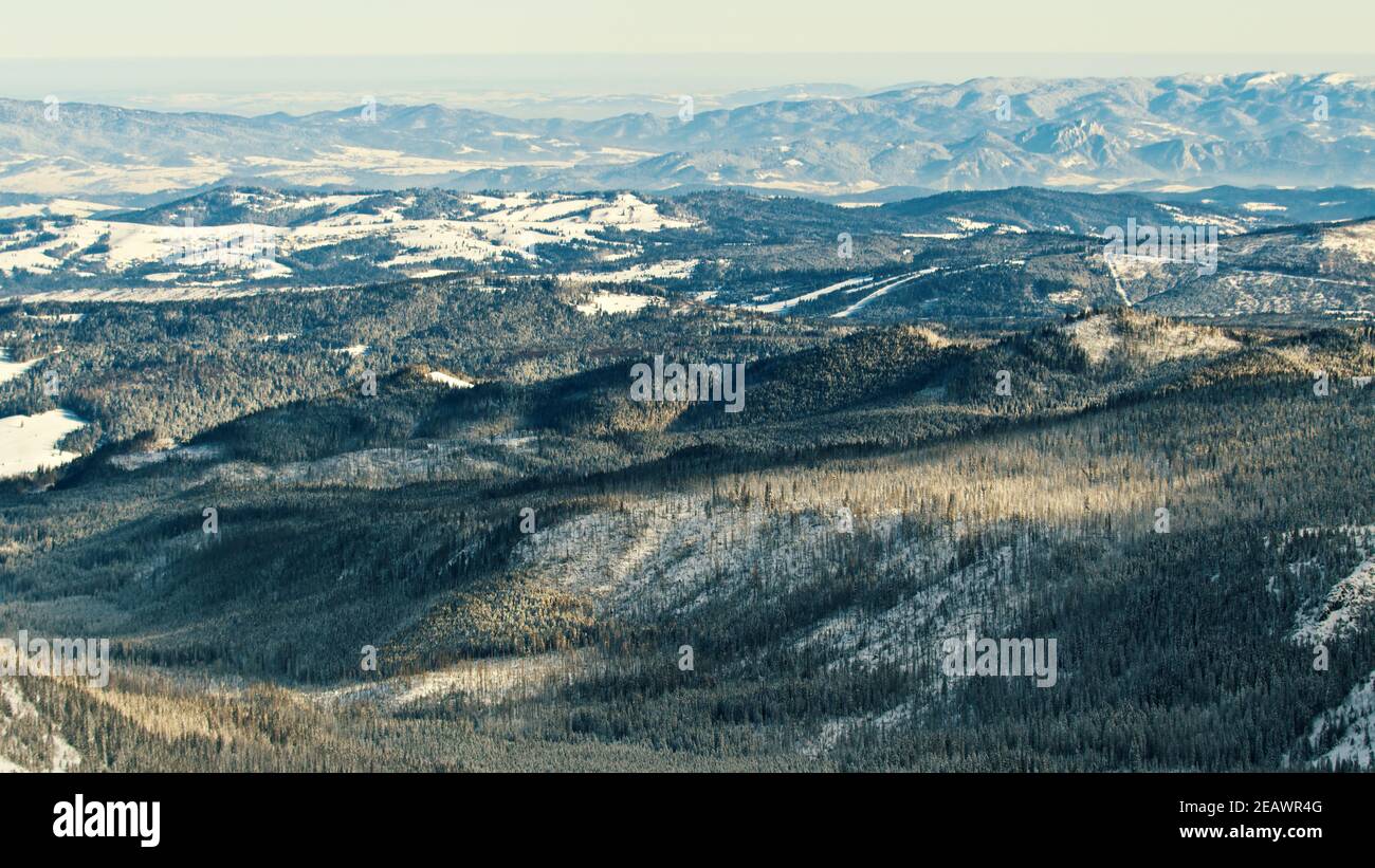 Pine forest in zakopane hi-res stock photography and images - Alamy