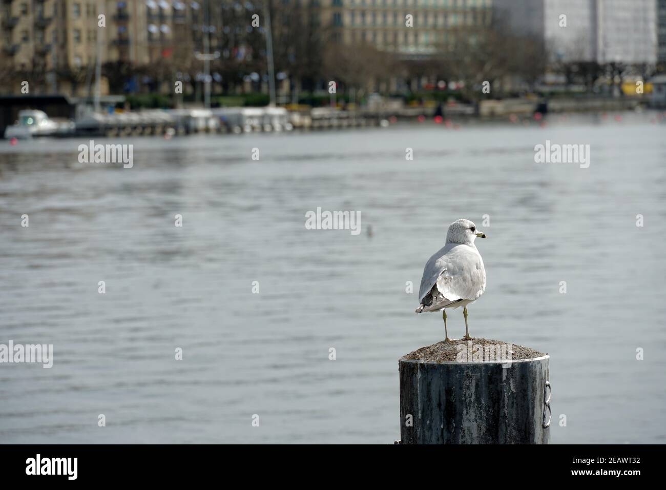 A seagull standing on a mooring pylon on the coast of Lake Zurich in town Zurich Switzerland. There is lake in the background and blurred silhouettes. Stock Photo