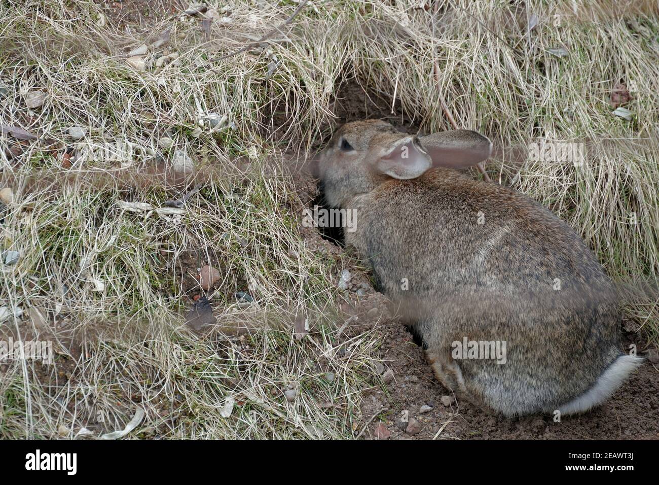 European rabbit entering a underground hole, its natural habitation. In Latin it is called Oryctolagus cuniculus. There is a lot of copy space. Stock Photo