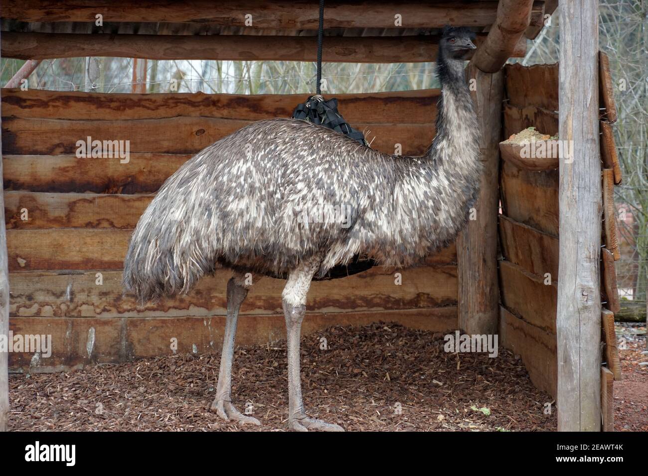 Ostrich or common ostrich, in Latin called Struthio camelus. A young