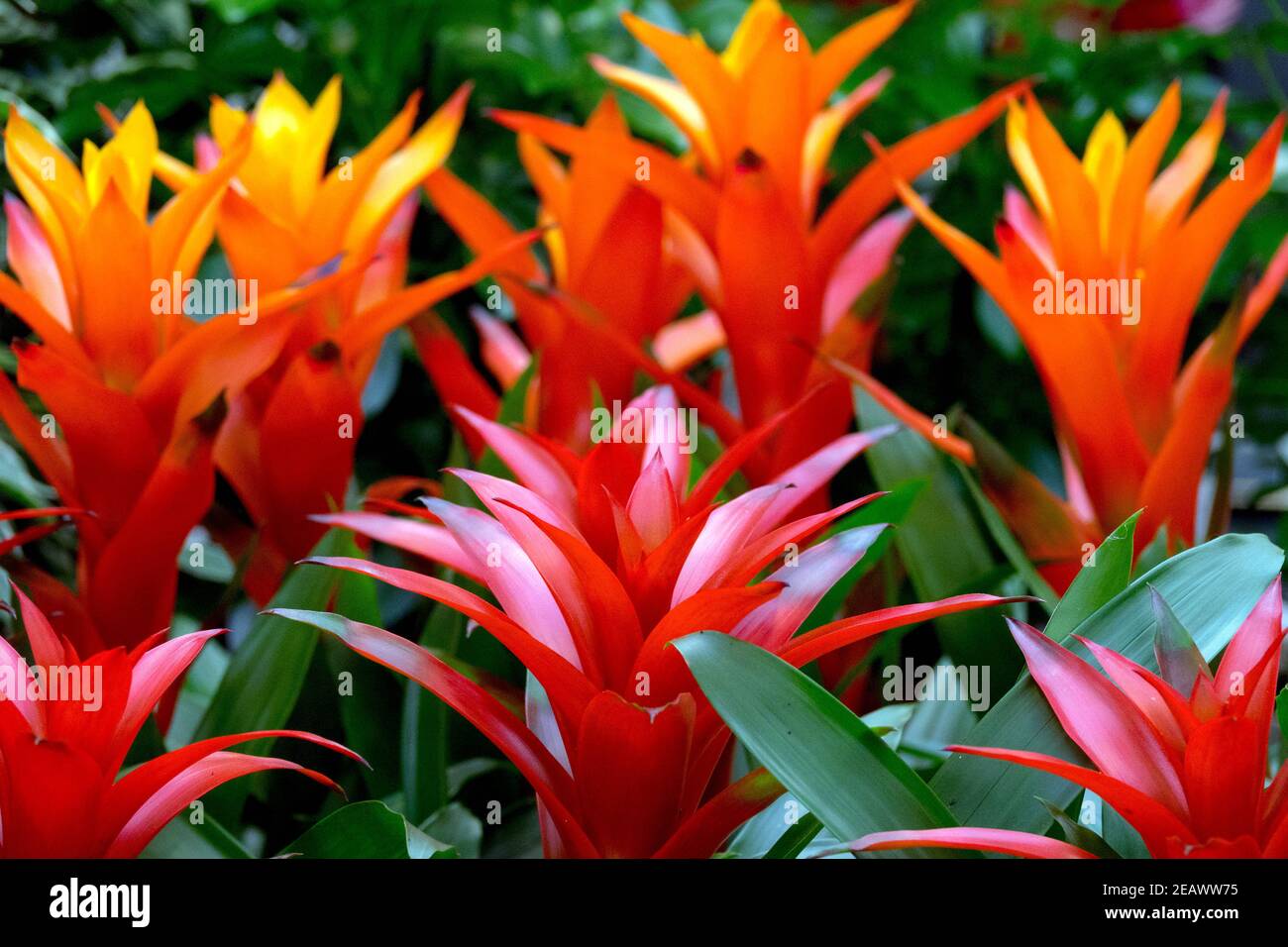 Scarlet Star Guzmania plant Stock Photo