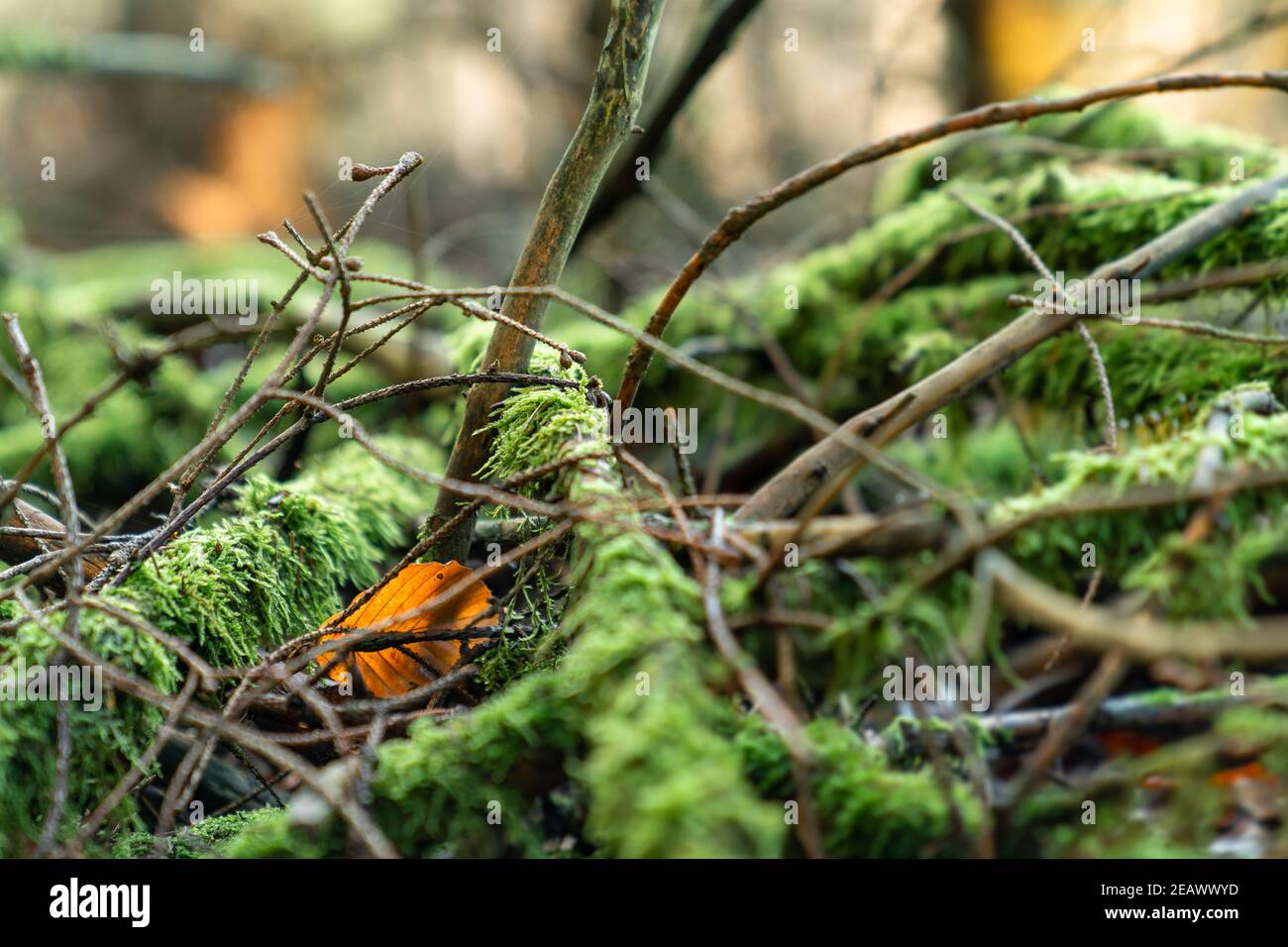 Leaf between Moss-covered Branches in Autumn Forest Stock Photo