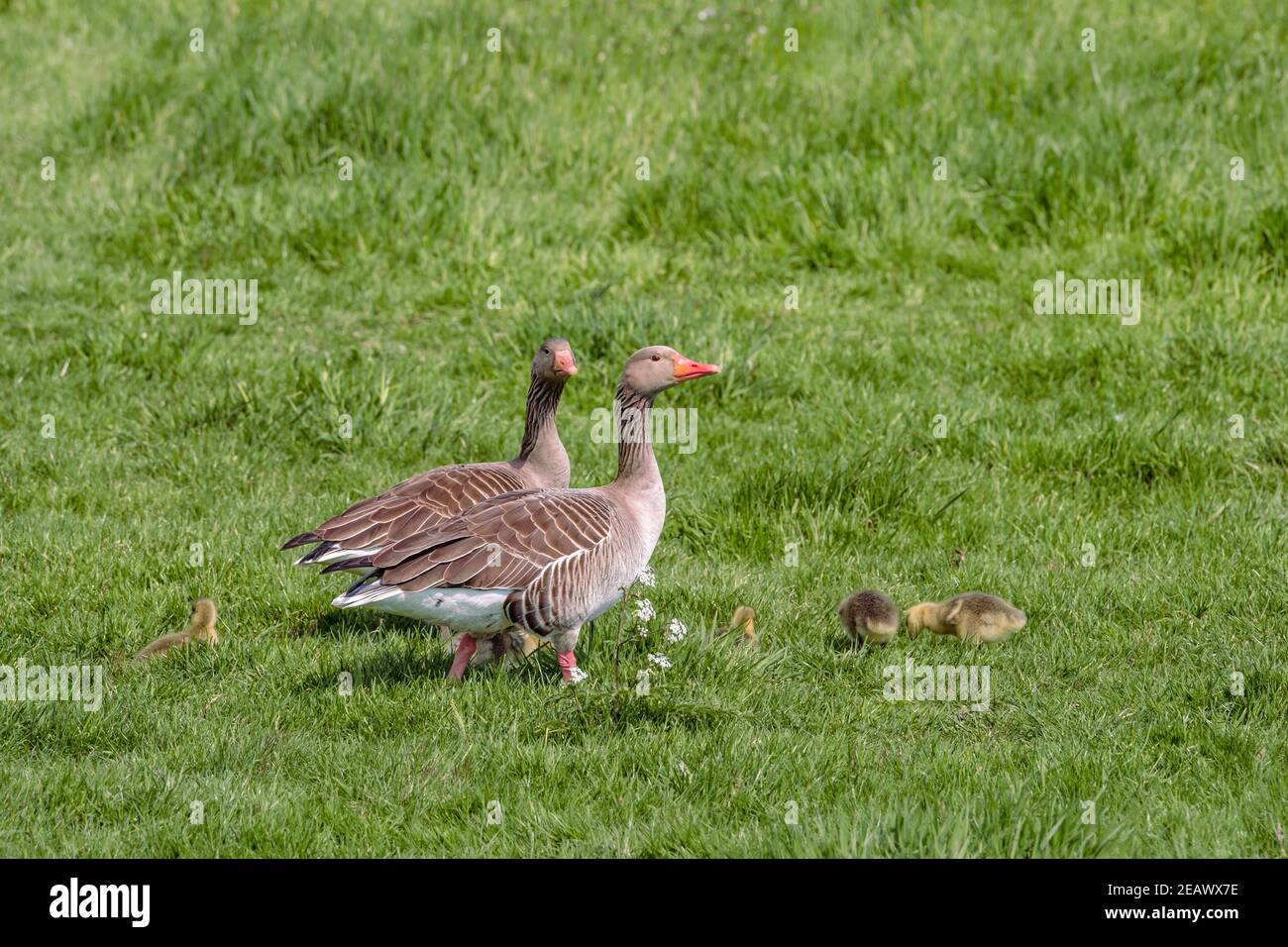 A greylag goose family with goslings on a green field Stock Photo