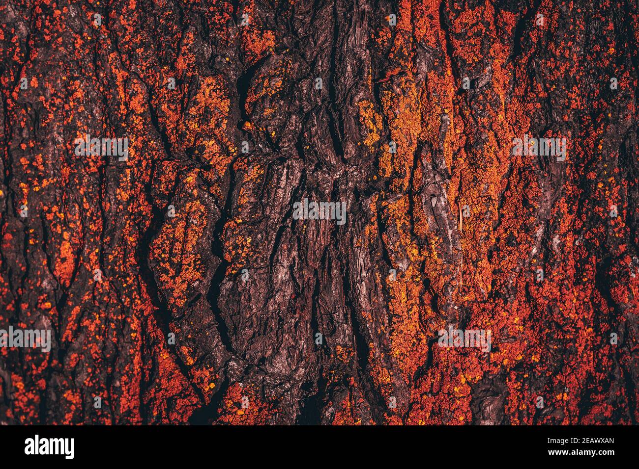 texture of burning wood bark, coals, red light Stock Photo Alamy