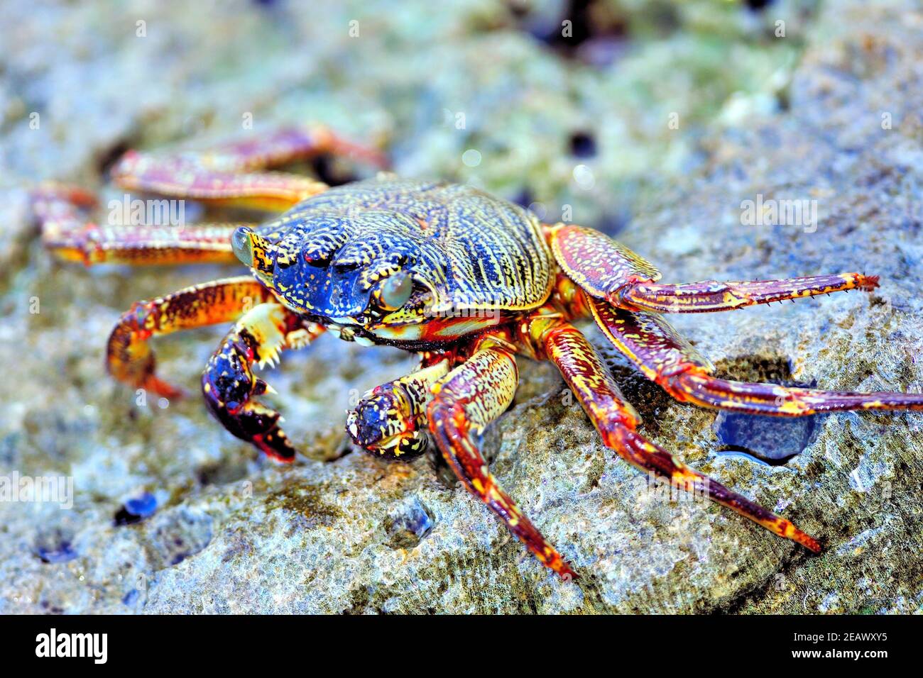 Red Rock Crab, Sea Crab, 'Grapsus adscensionis', On Rocks, Helengeli Island, Maldives Stock Photo
