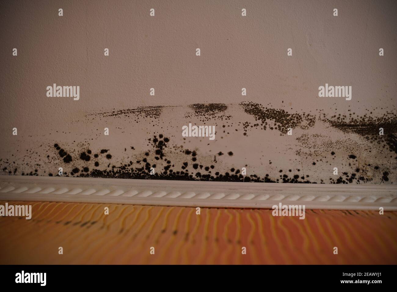 Close up of mold on white ceiling. Black fungus on ceiling and on wall