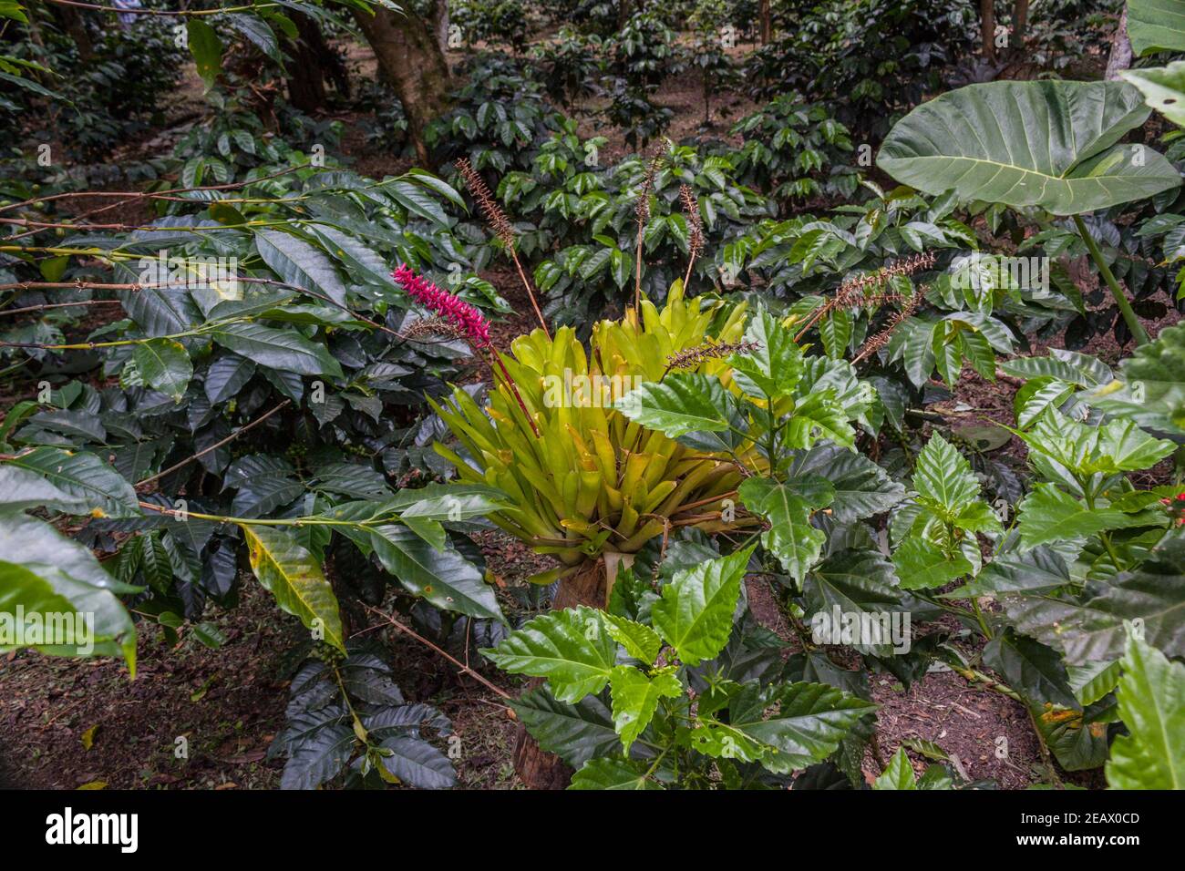 Aechmea gamosepala is a bromeliad endemic to southern Brazil. Stock Photo