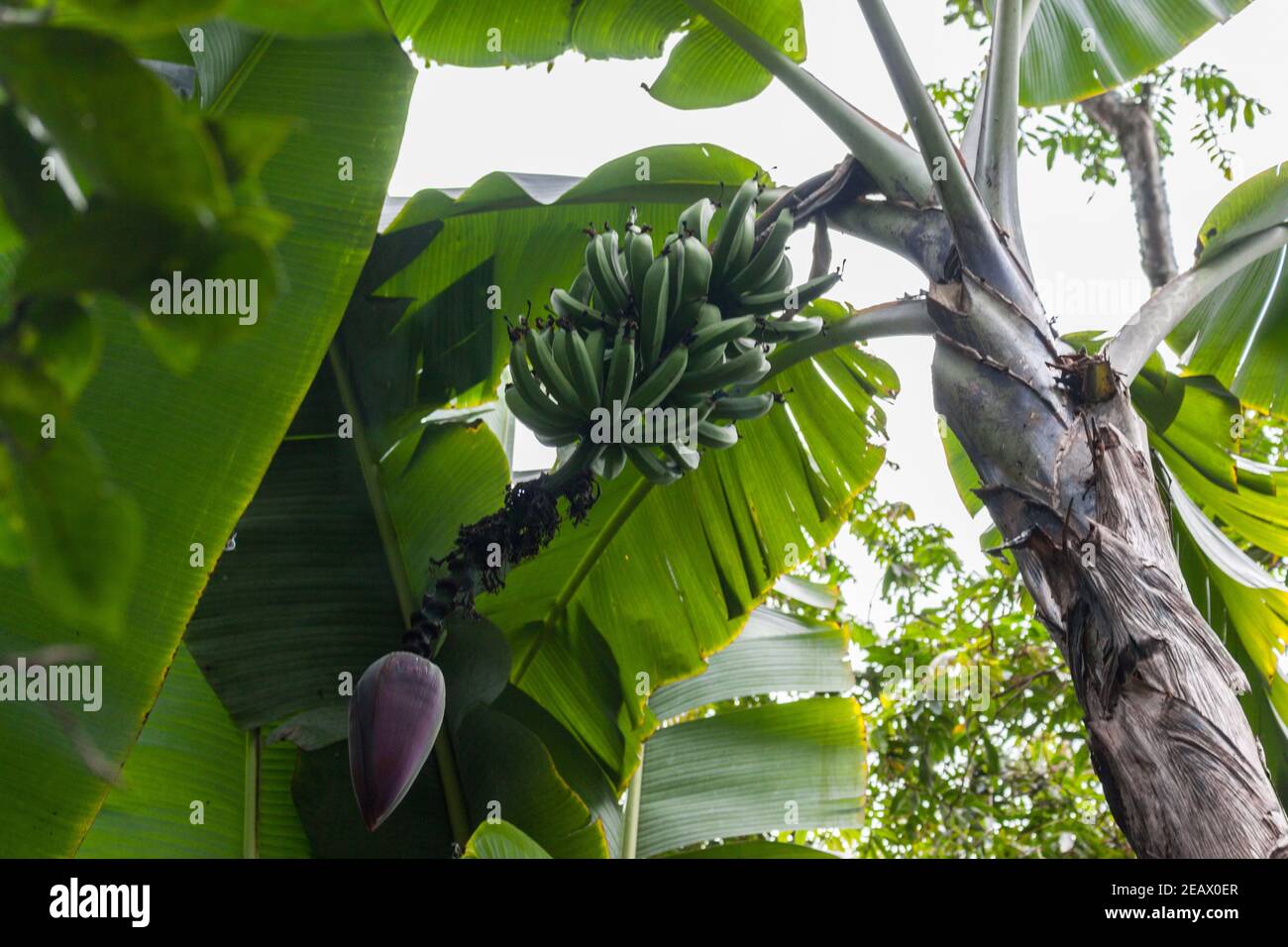 Banana 'tree' showing fruit and inflorescence Musa balbisiana Stock Photo