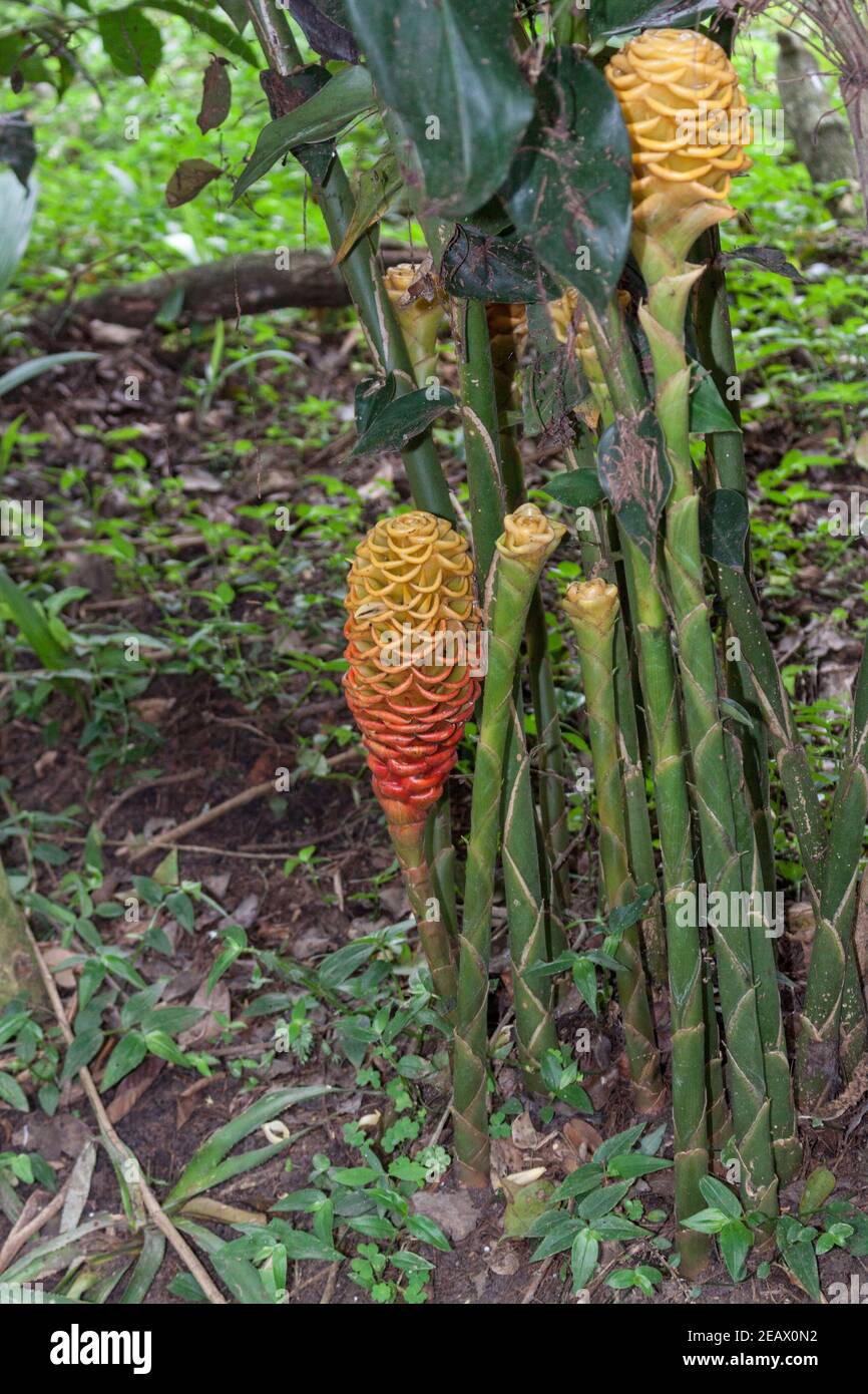 Beehive ginger zingiber spectabile hires stock photography and images