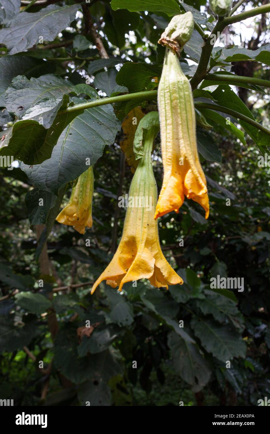 Brugmansia suaveolens, Brazil's white angel trumpet, also known as angel's tears and snowy angel's trumpet Stock Photo
