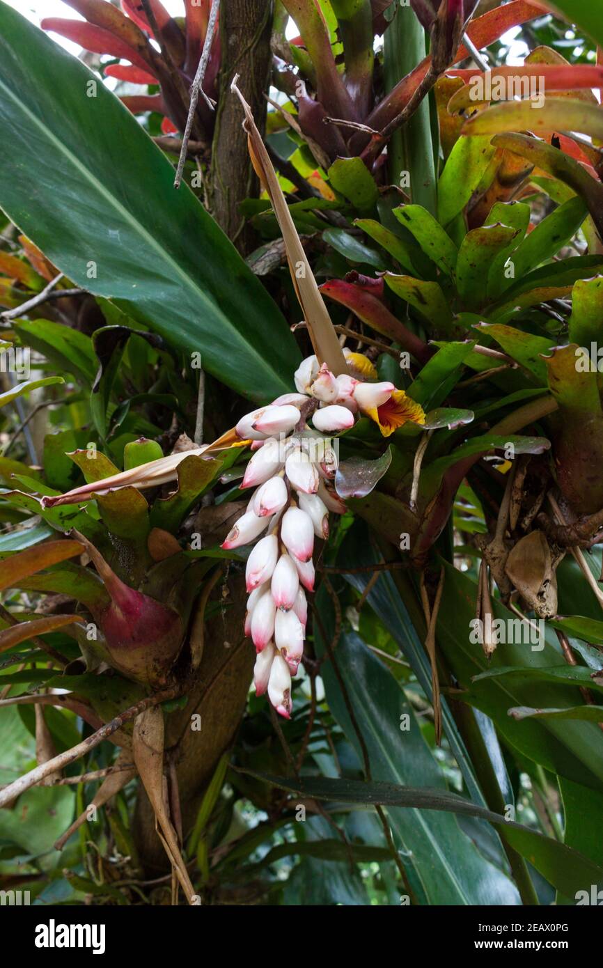 Alpinia zerumbet is called a shell ginger flower Stock Photo Alamy