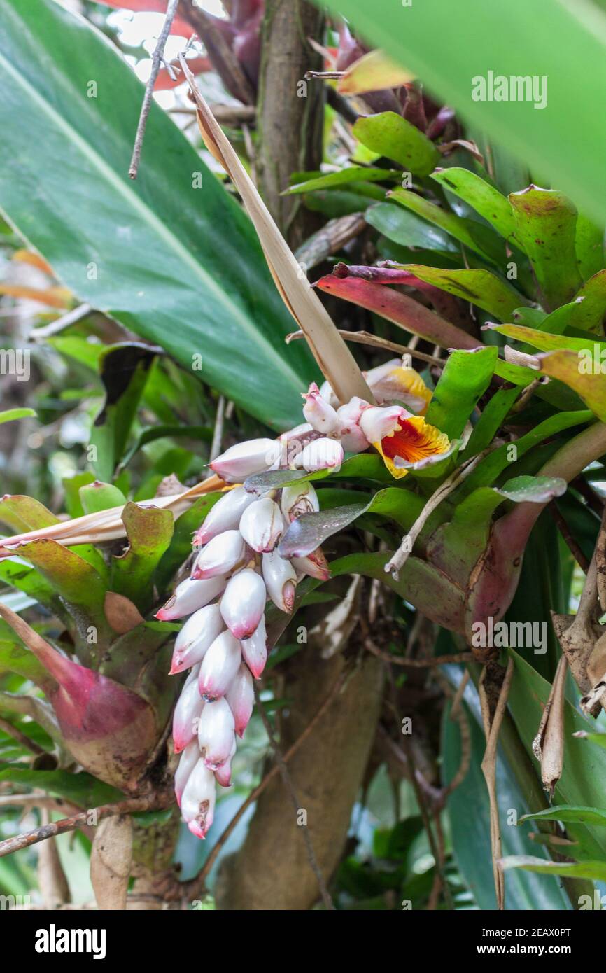 Alpinia zerumbet is called a shell ginger flower Stock Photo Alamy