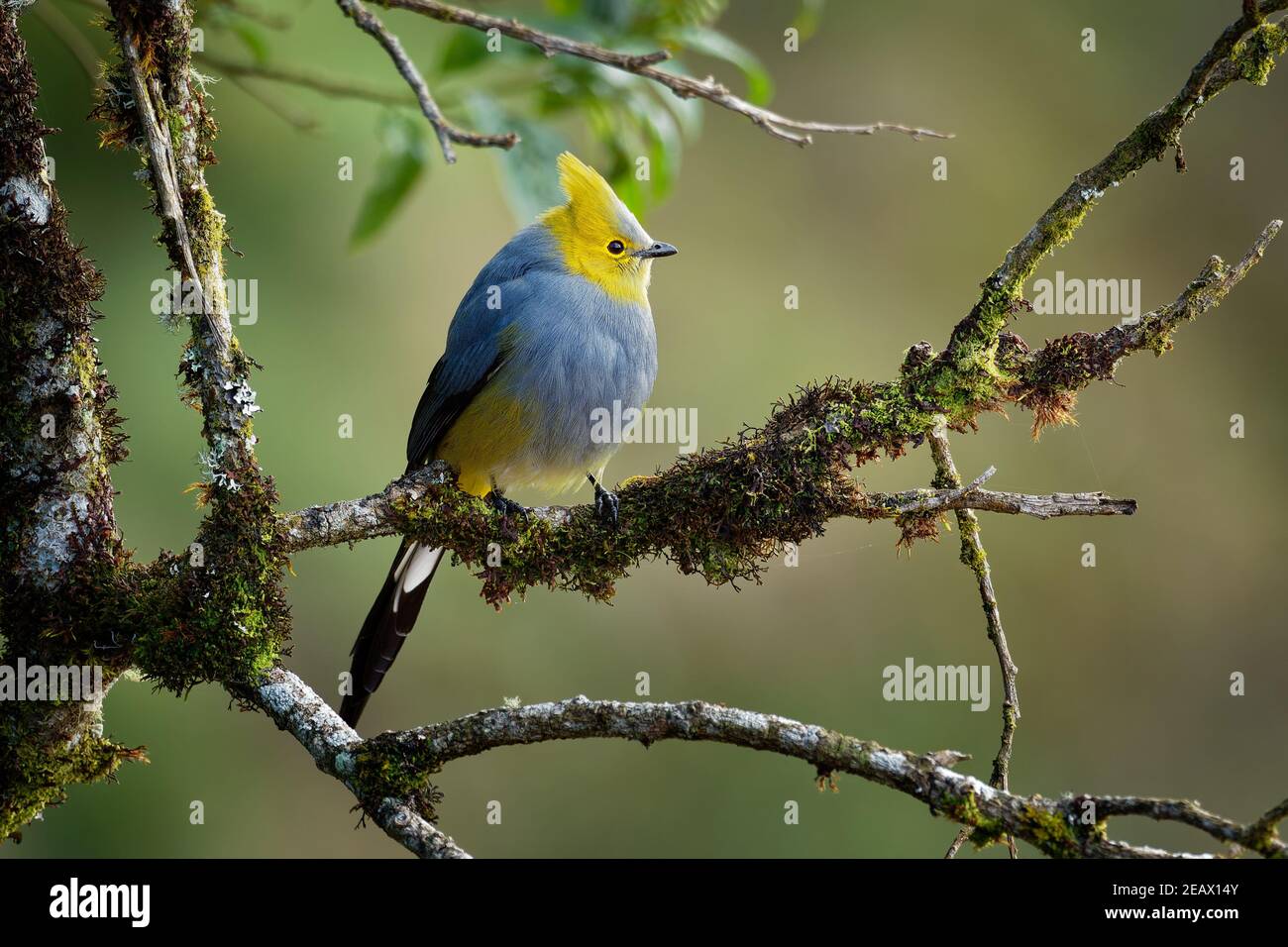 Long-tailed silky-flycatcher - Ptiliogonys caudatus passerine bird in the mountains of Costa Rica and Panama, thrush-sized species related to waxwing, Stock Photo