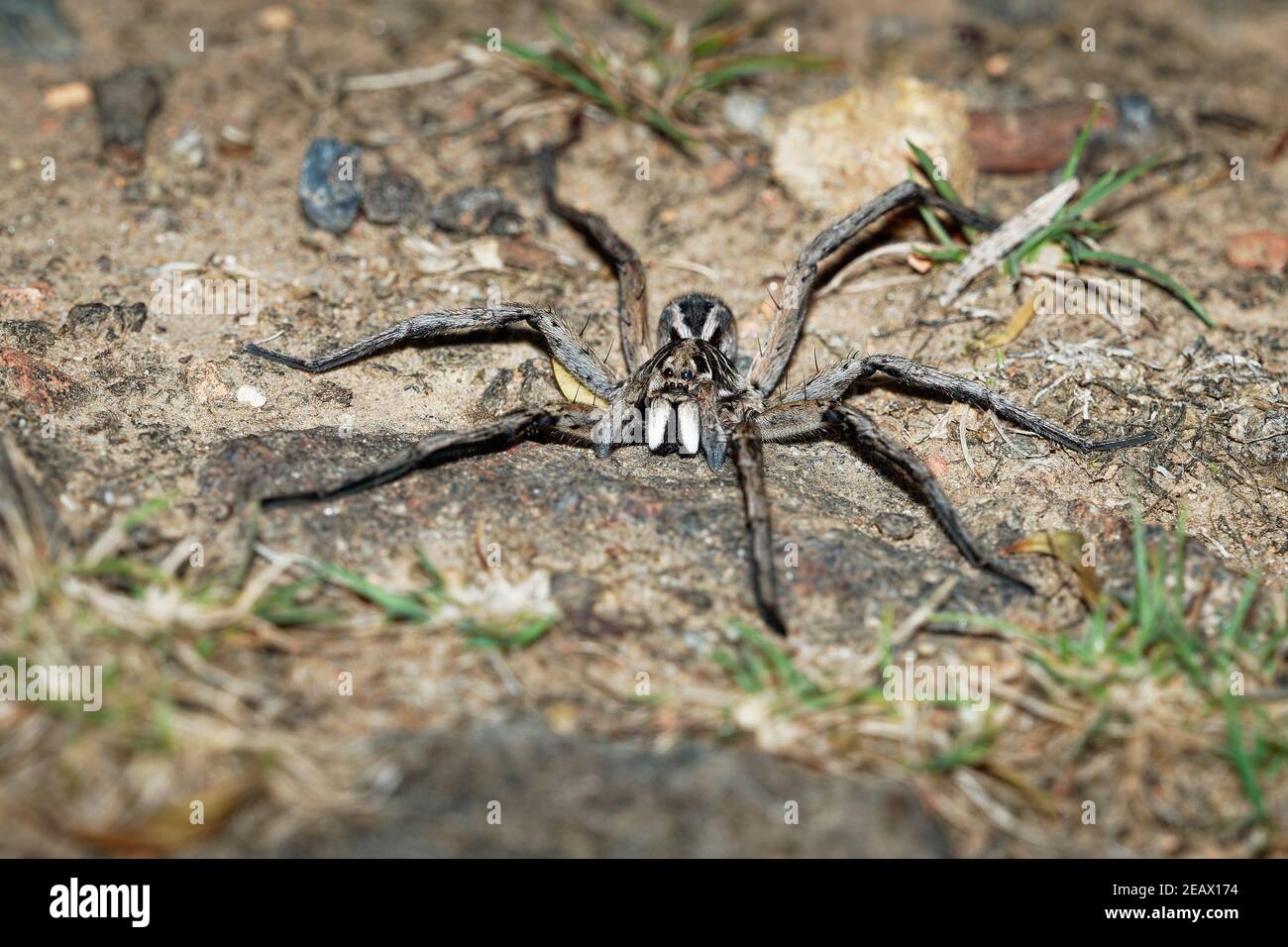 Wolf Spider - Tasmanicosa tasmanica australian spider family Lycosidae, robust and agile hunters with excellent eyesight, live mostly in solitude and Stock Photo