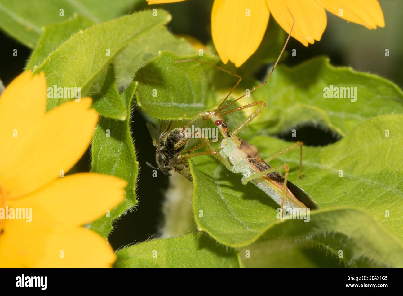 An assassin bug feeding on a captured bee. Stock Photo