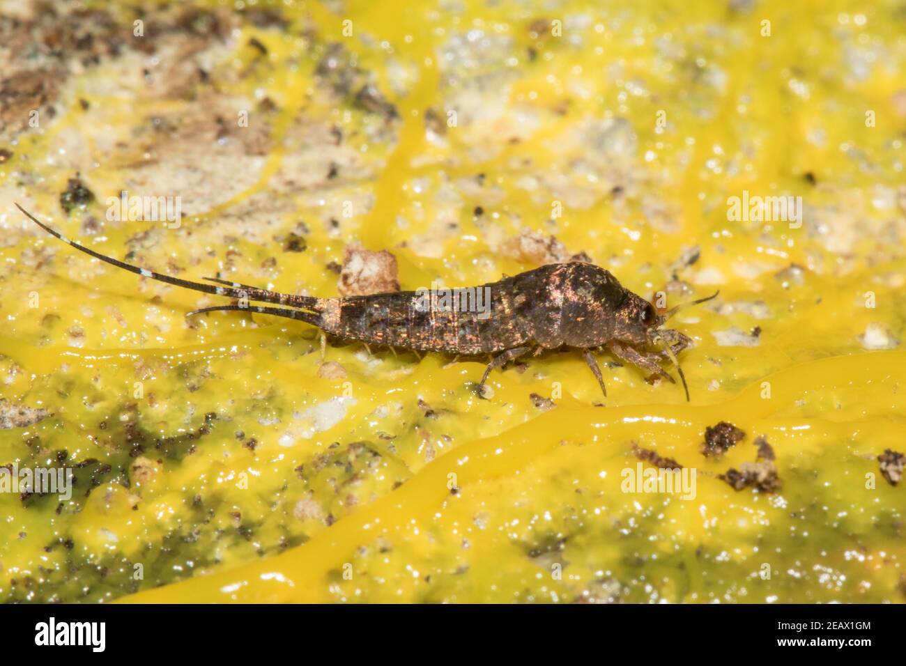 Close-up of a firebrat on a fungus. Stock Photo